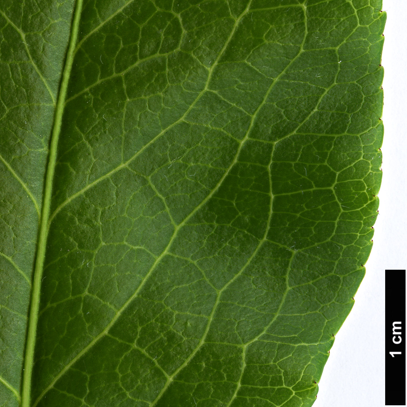 High resolution image: Family: Celastraceae - Genus: Euonymus - Taxon: grandiflorus High resolution image: Family: Celastraceae - Genus: Euonymus - Taxon: grandiflorus